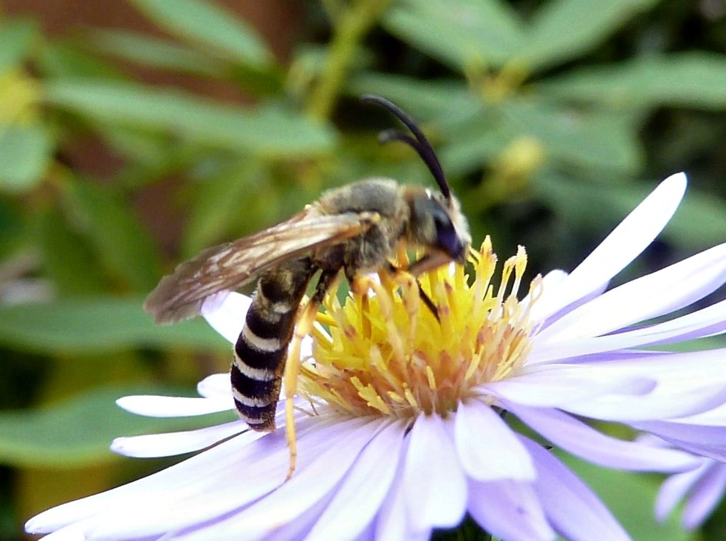 Halictus cfr. scabiosae, Apidae Halictinae